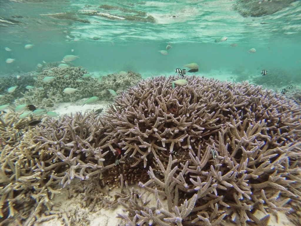snorkel velassaru resort hotel - dicas de viagem lua de mel nas ilhas maldivas