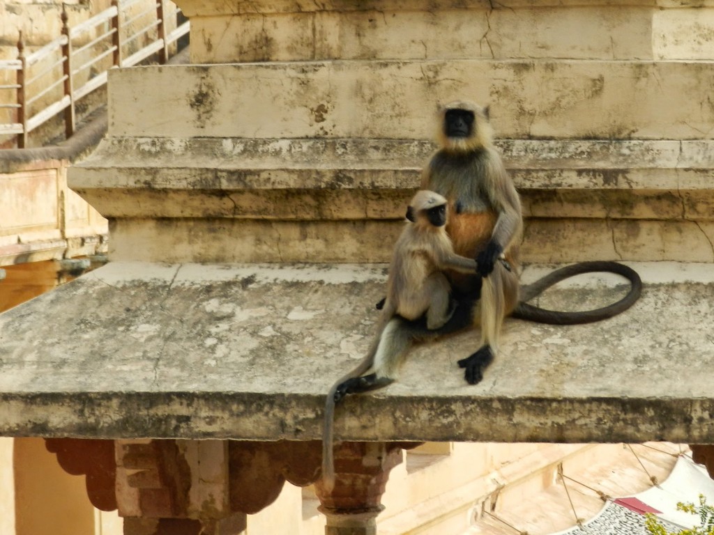 pobreza animais macacos ruas india