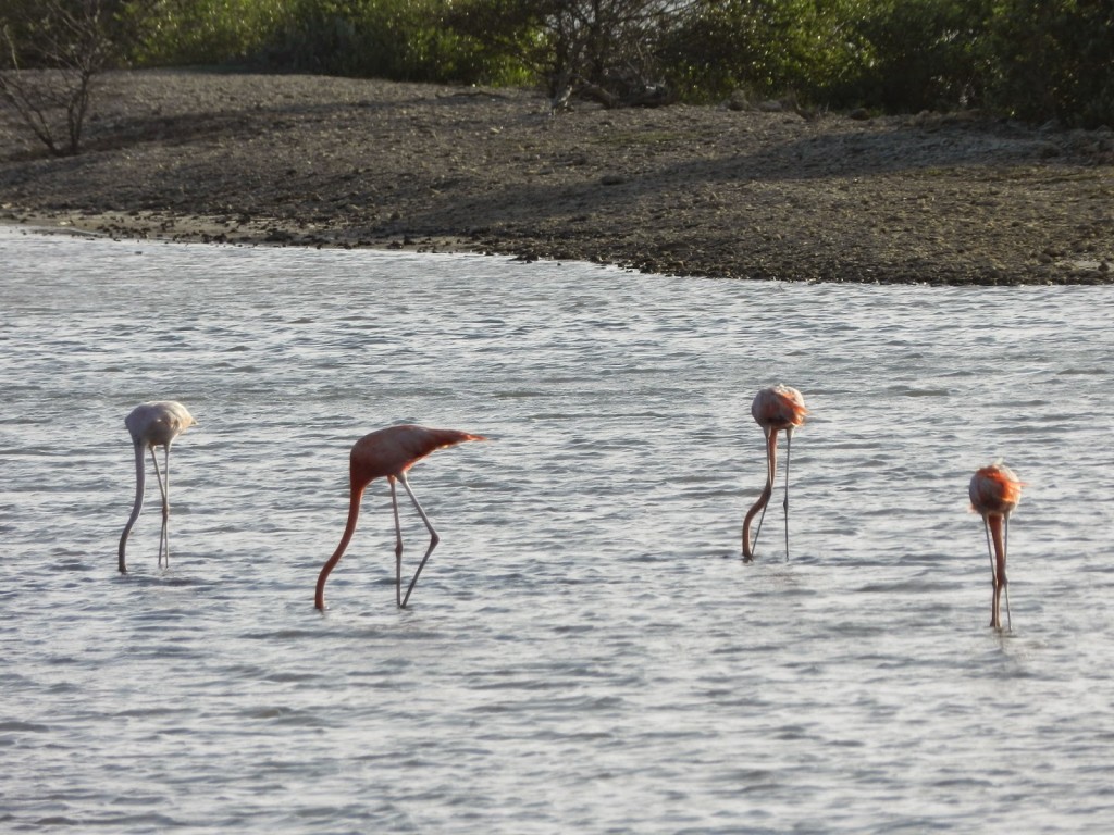 Flamingos na Salina Jan Kok Curacao o que fazer dicas viagem praias 01
