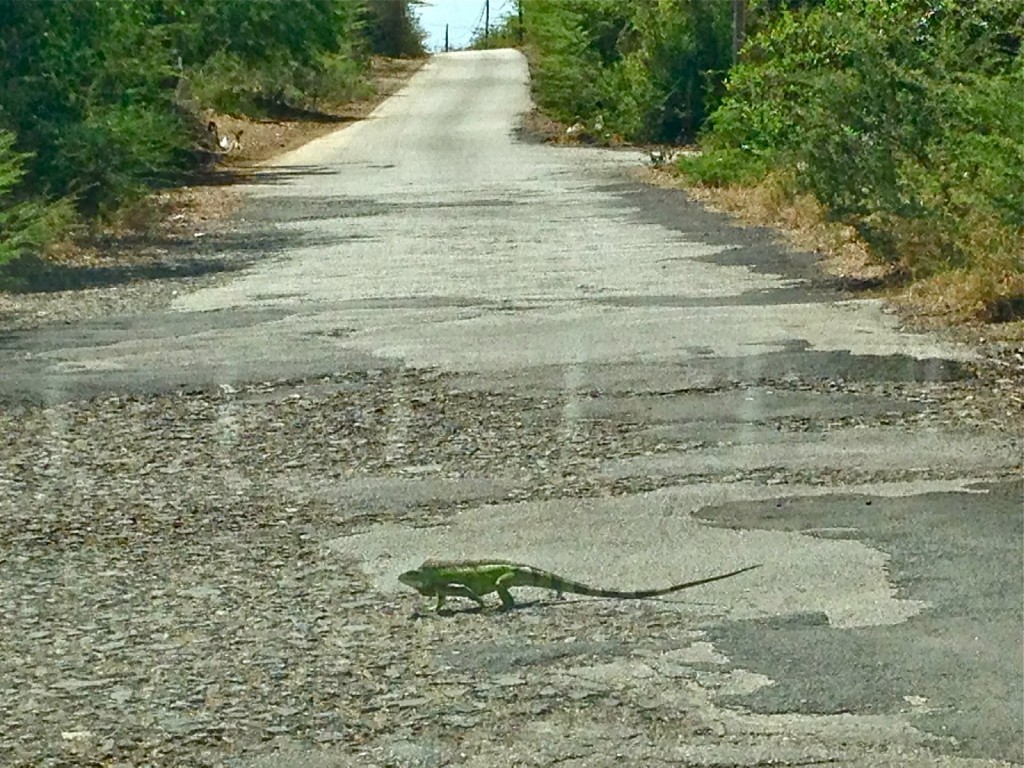 Muito cuidado pra não atropelar as iguanas que cruzam o caminho... rs