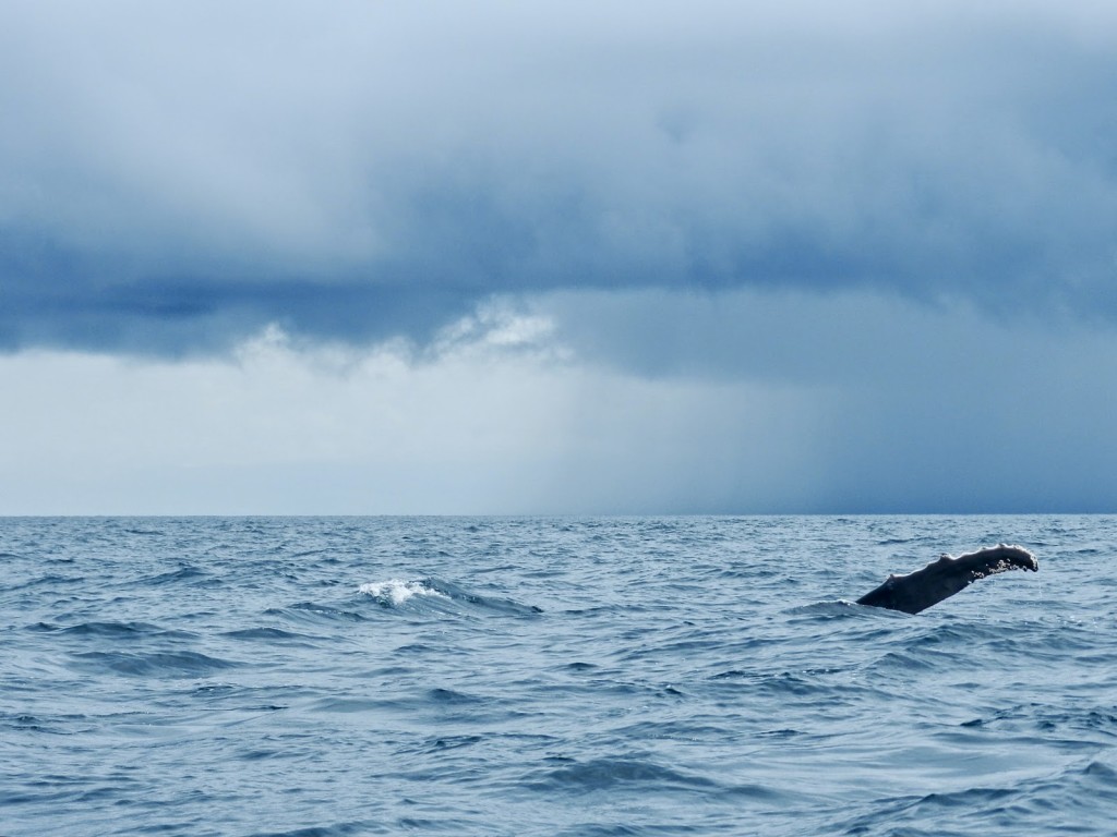 WHALE WATCHING CONTADORA observacao de baleias ballenas jubarte pearl islands islas perlas panama lalarebelo blog de viagem 04