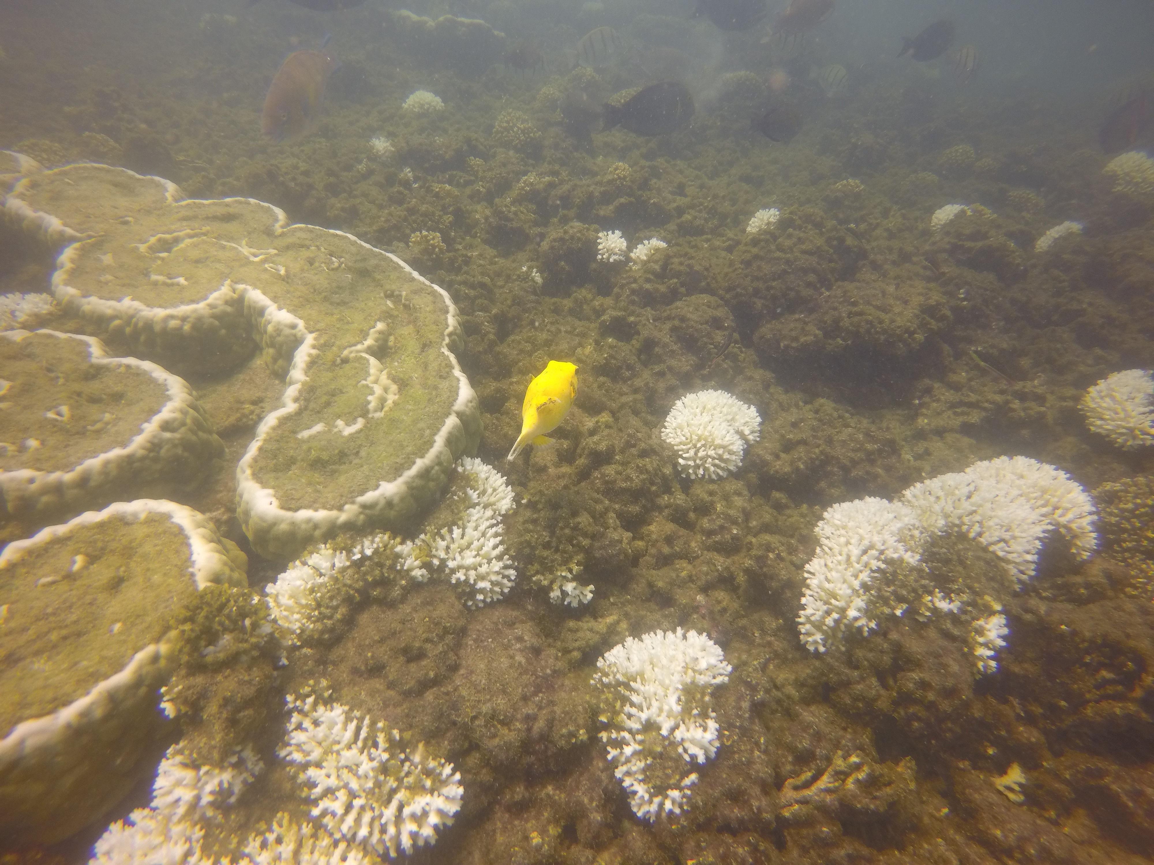 Mergulho de snorkel em Isla Iguana - Pedasí