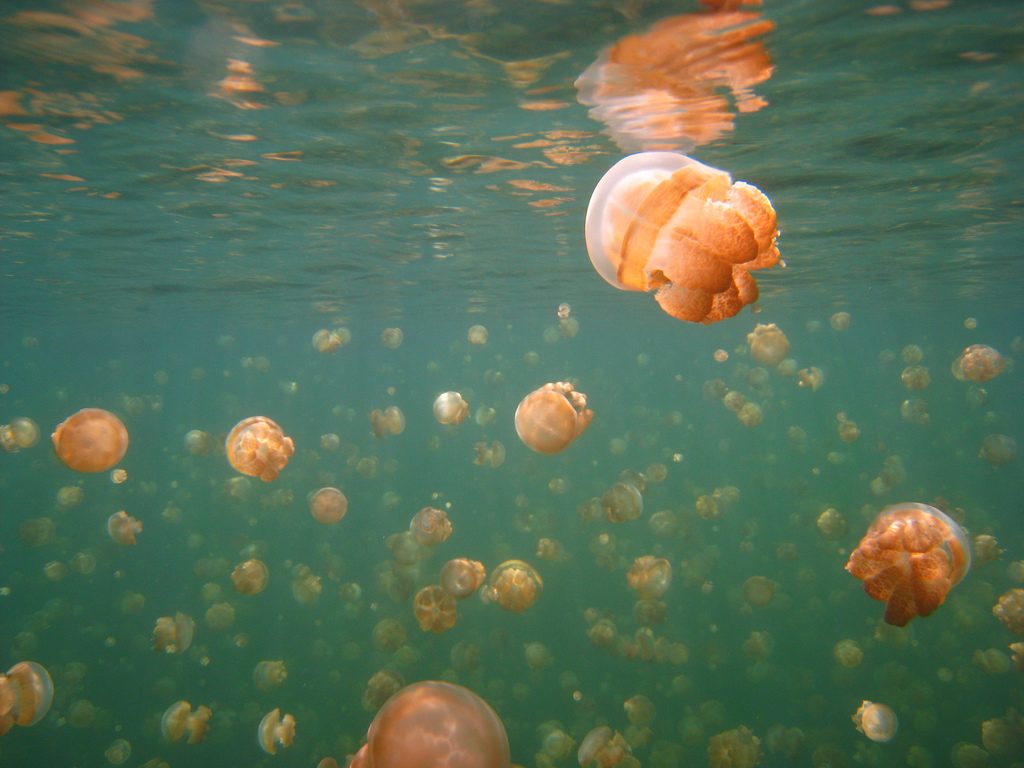 Jellyfish lake em Palau