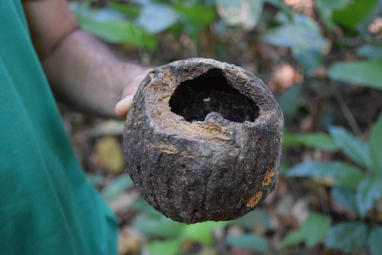 O fruto da castanha-do-pará, ou como é chamada lá, castanha do brasil 