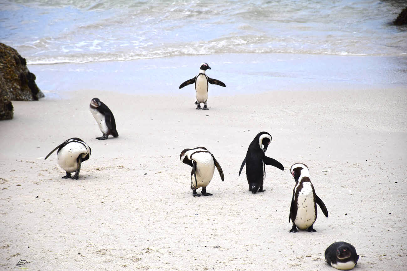 FOFOS!!!! Pinguins da Boulders Beach - Simon's Town - África do Sul