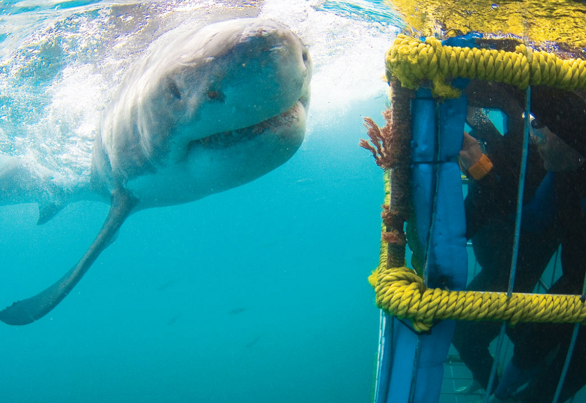 Mergulho com tubarão branco | foto: White Shark Diving Company