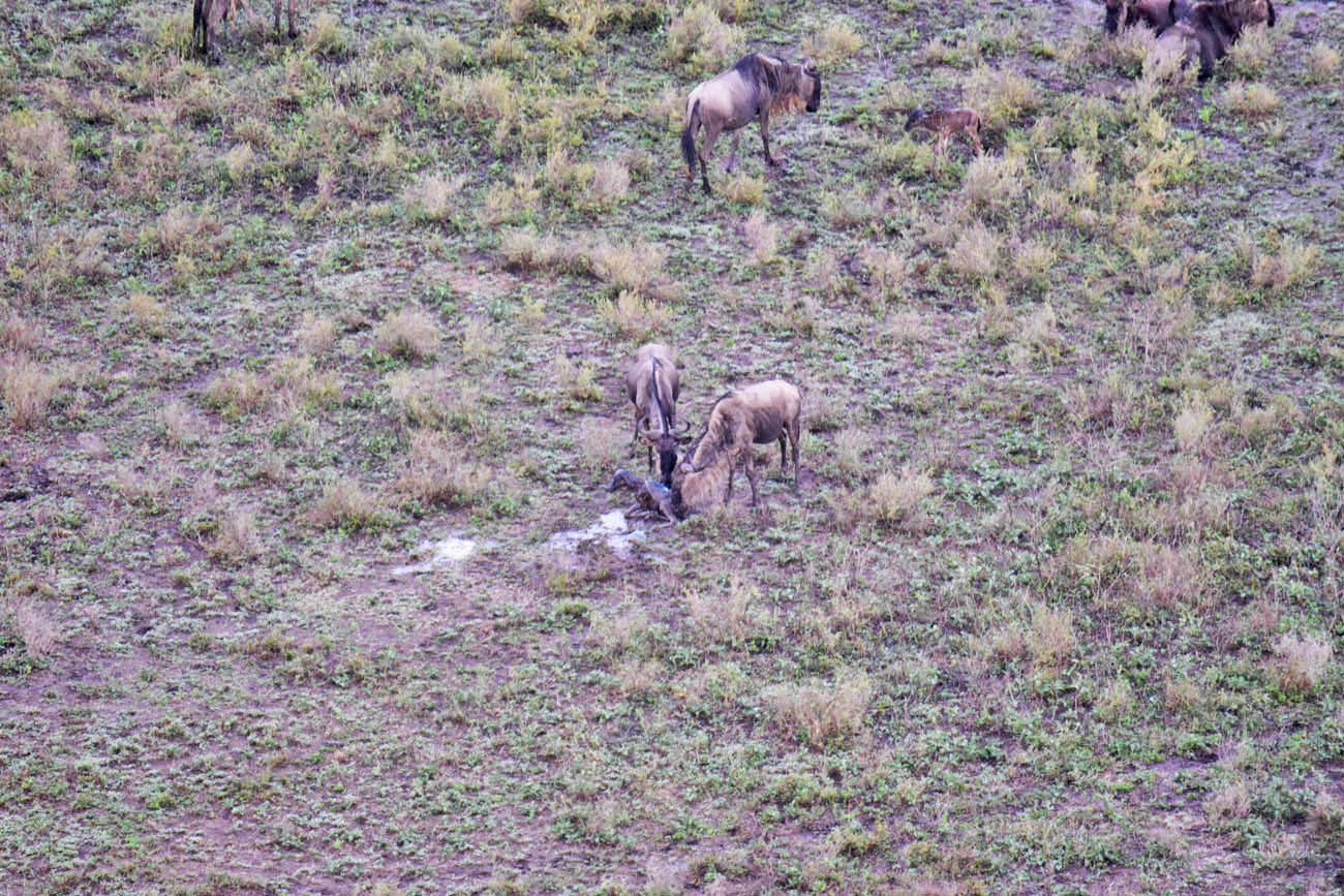 Safari Serengeti Tanzania - andBeyond