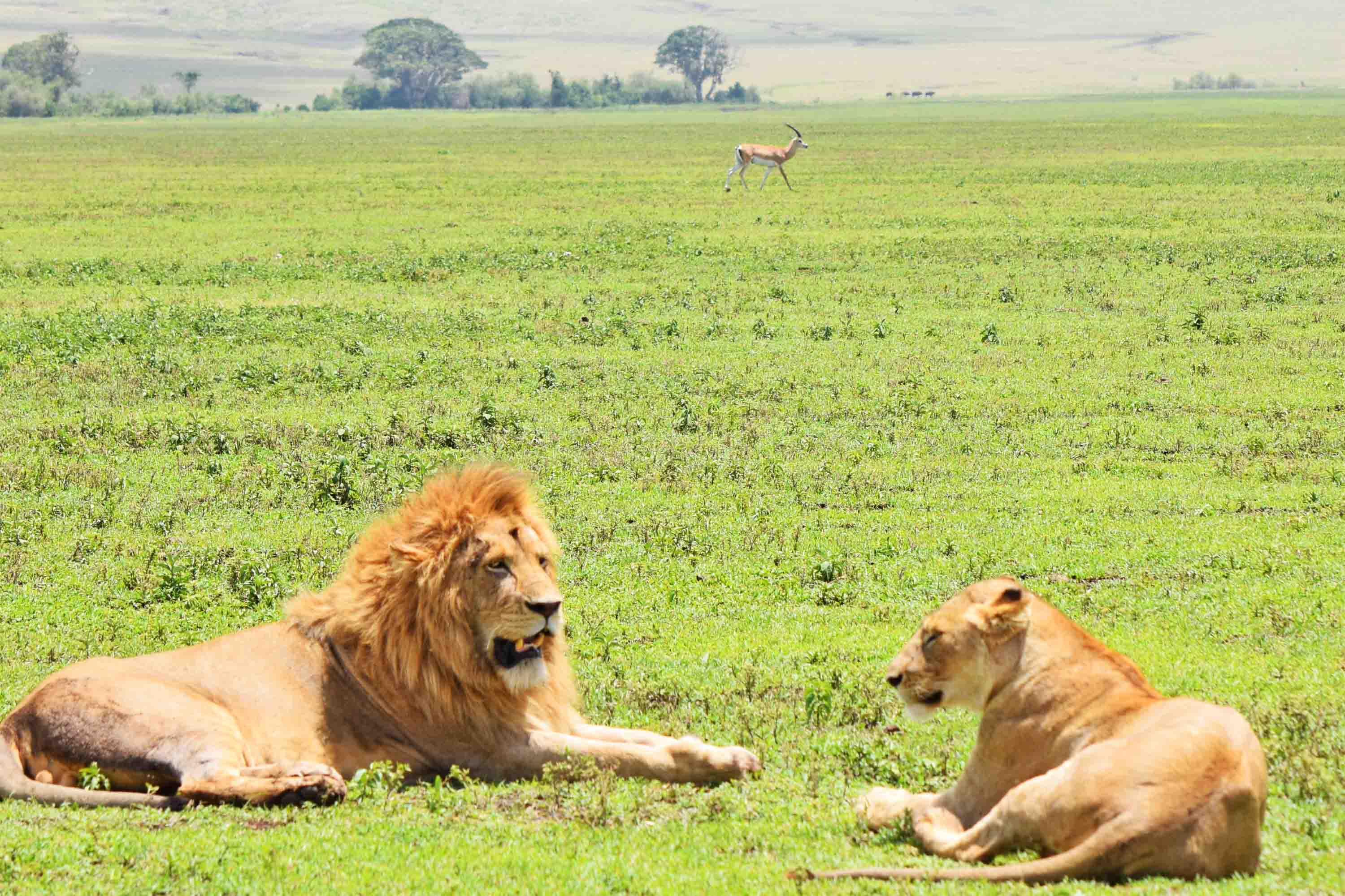 Ngorongoro Crater Lodge andBeyond Tanzania - Safari na Cratera de Ngorongoro