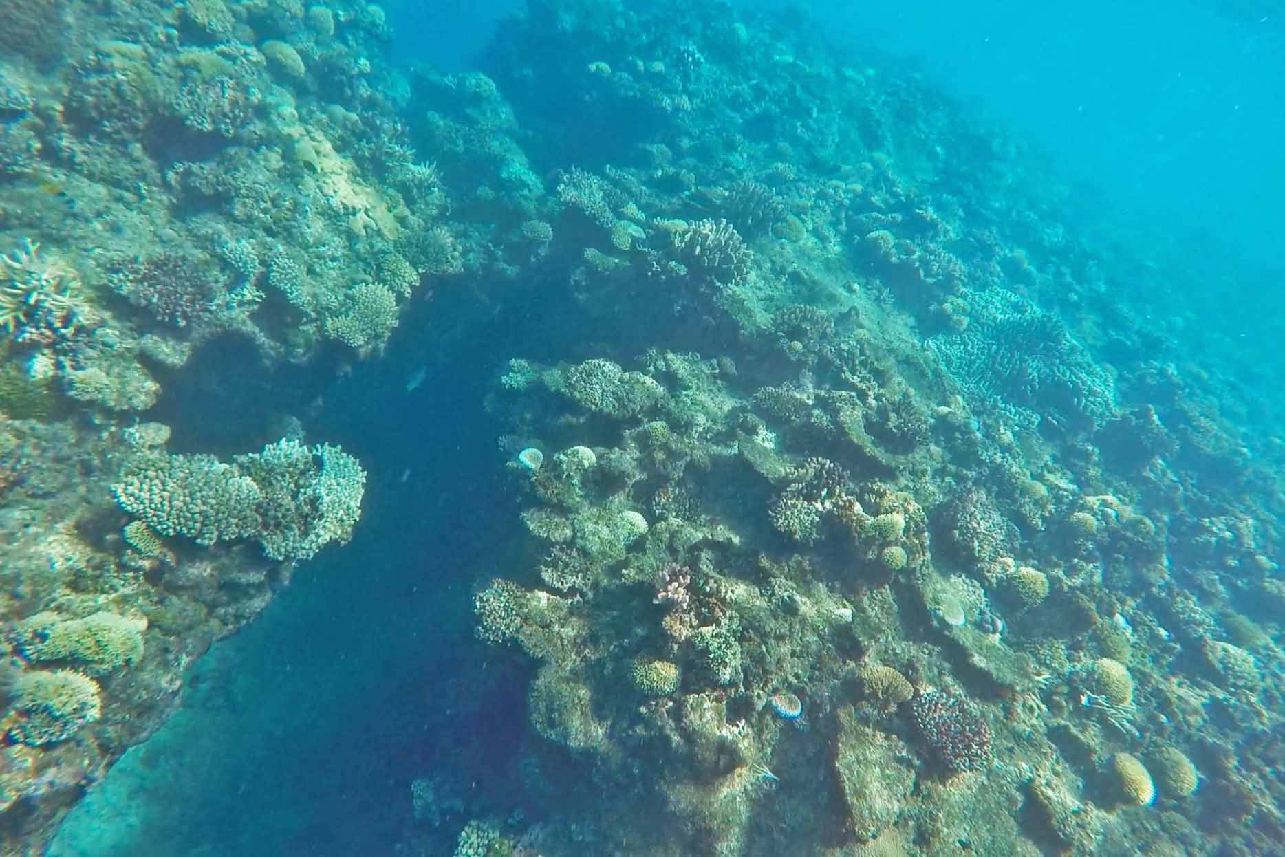 snorkel mushroom reef fiji