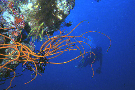 Mergulho com cilindro em Fiji