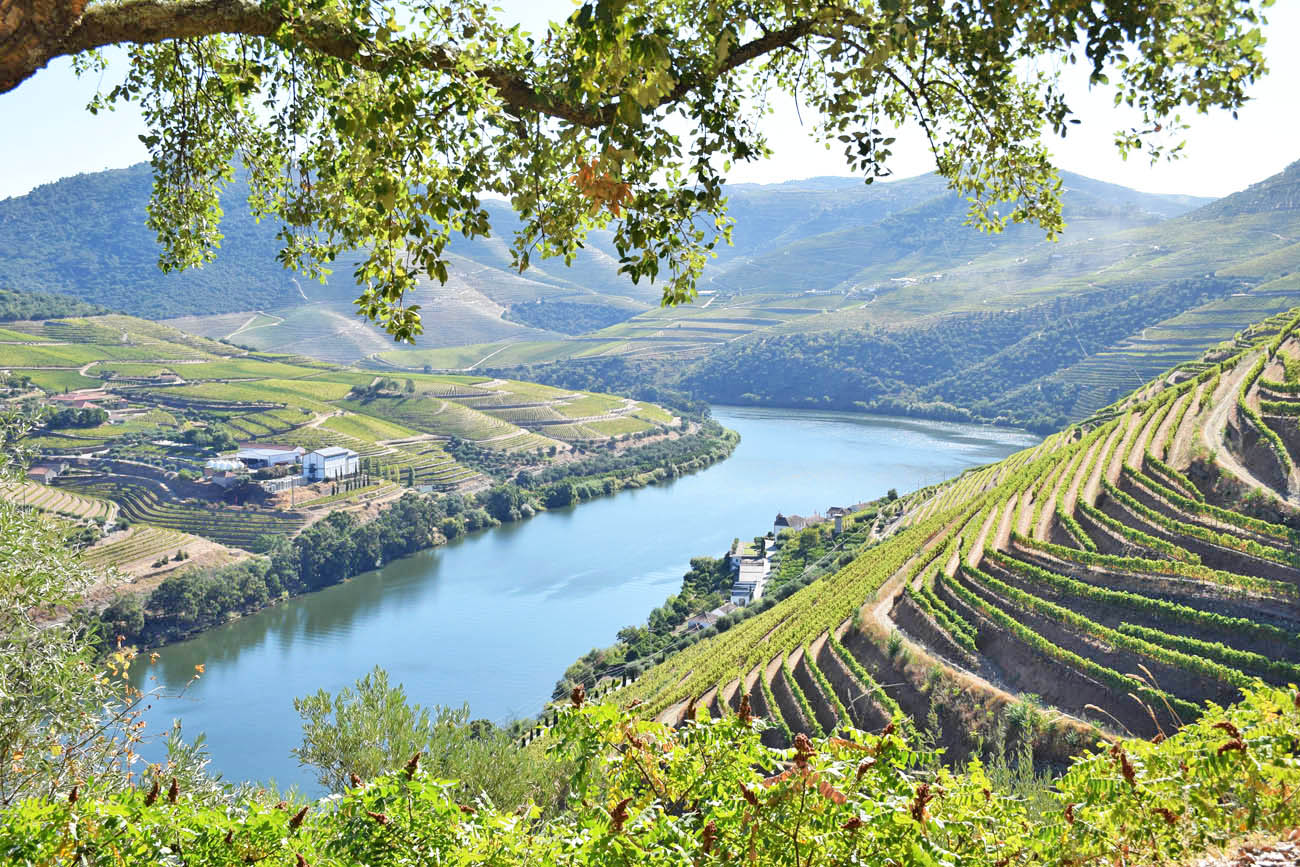 quinta das carvalhas - real companhia velha - vale do rio douro - portugal - vinícolas