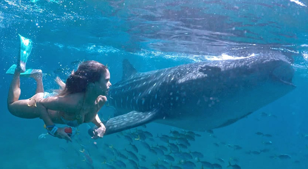 mergulho com tubarão baleia whale shark la paz los cabos mexico baja california