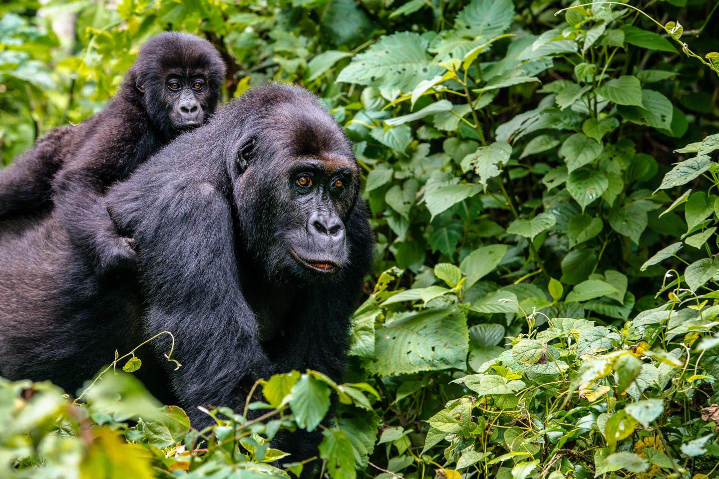 Latitudes Private Jet Expedition - Around Africa - Ruanda e Gorilas