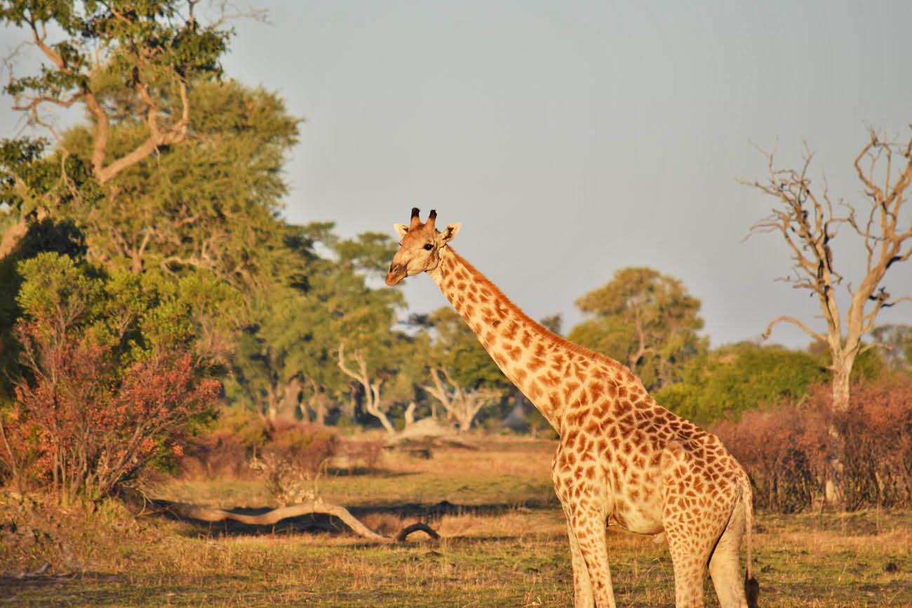Safari Okavango Delta Botsuana - Girafa