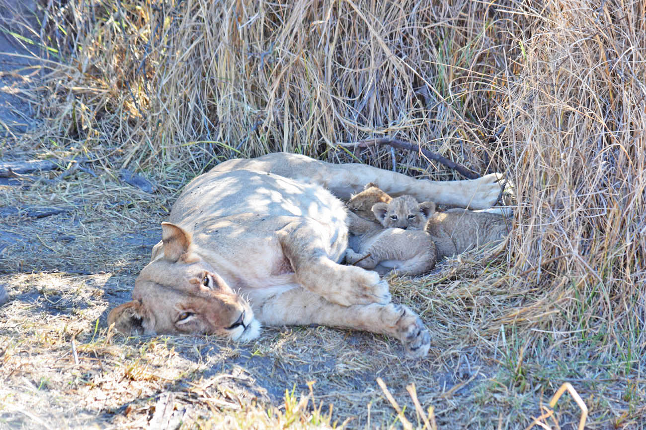 Safari Okavango Delta Botsuana - Filhotes de leão