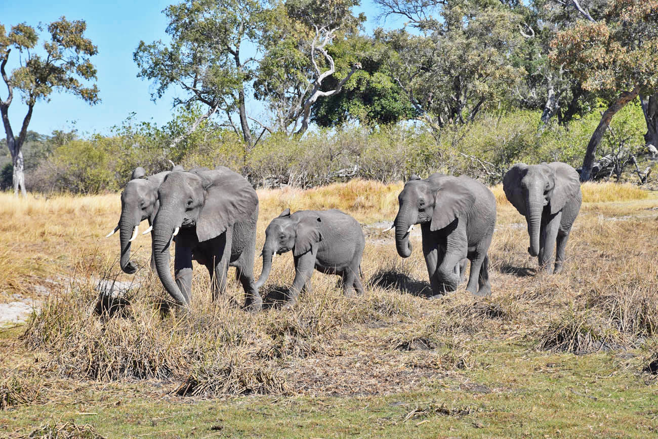 Safari Okavango Delta Botsuana - elefante