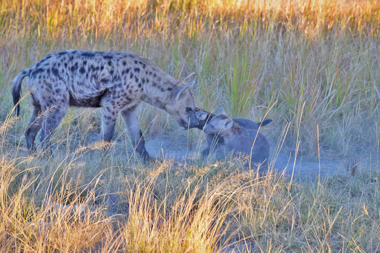 Safari Okavango Delta Botsuana - Hiena filhote