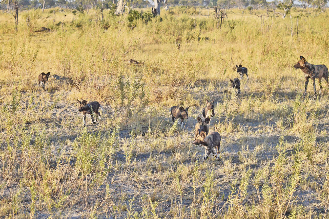 Safari Okavango Delta Botsuana - wild dog