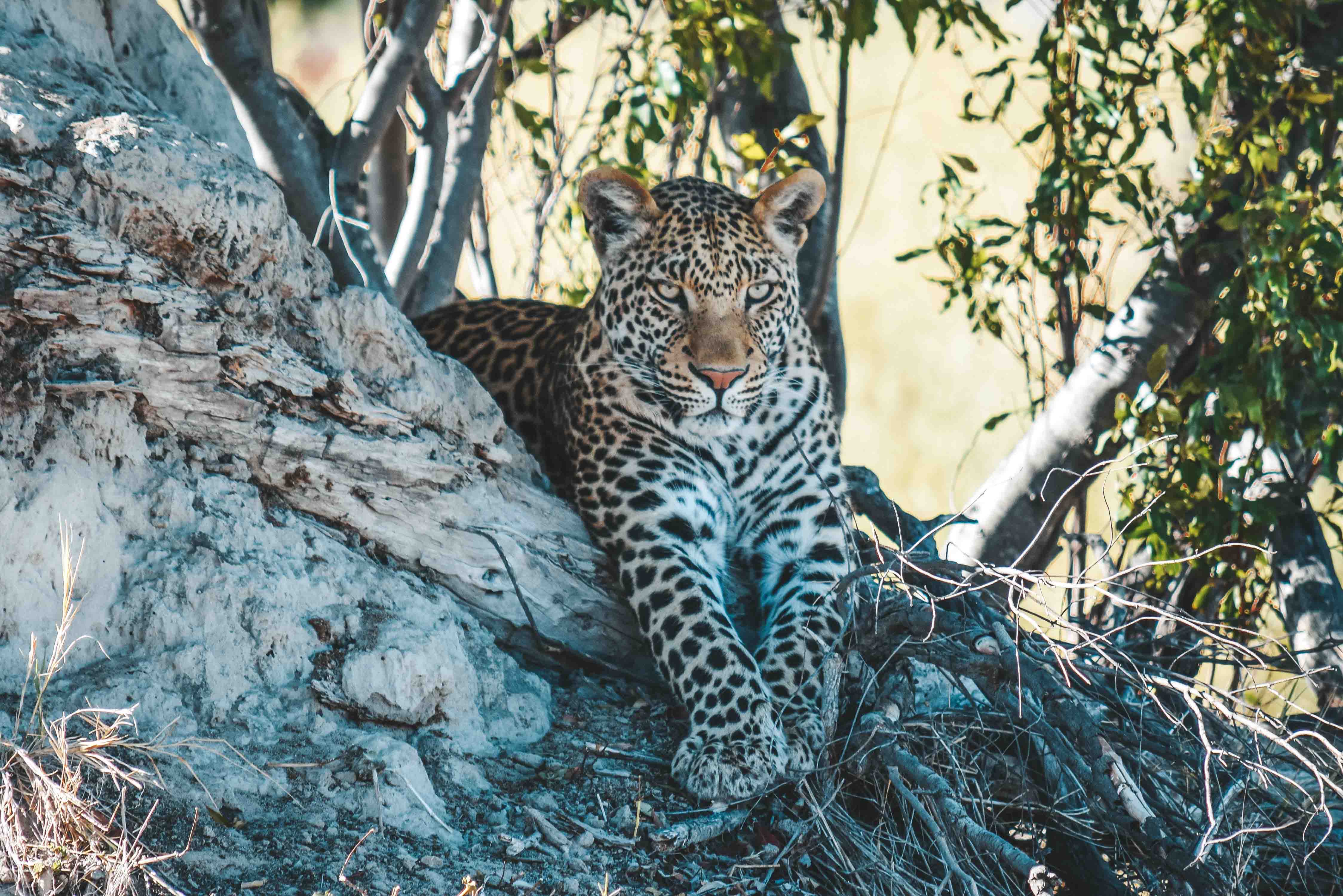 Safari Okavango Delta Botsuana - Leopardo