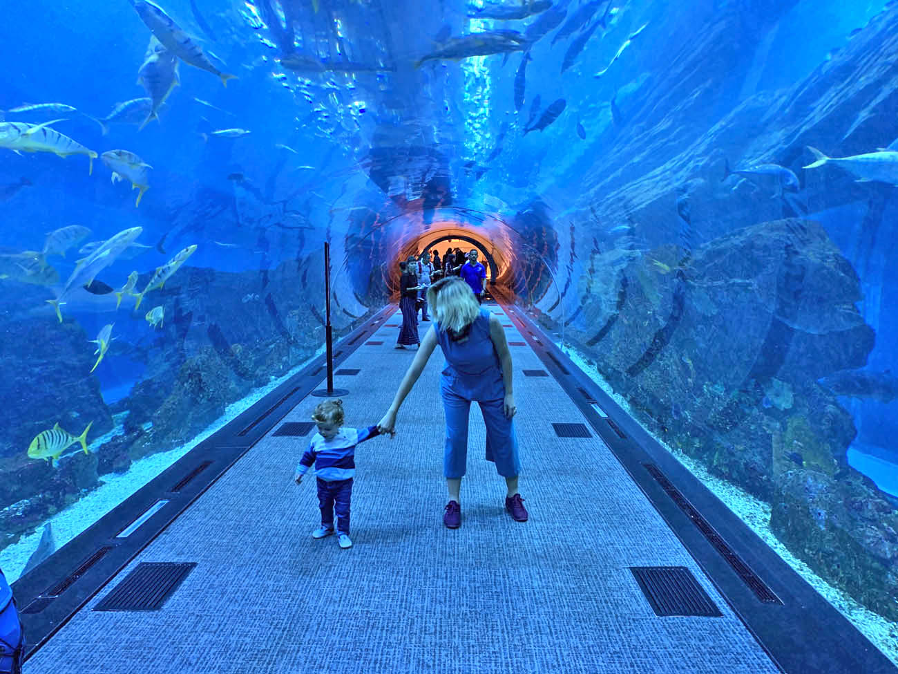 Dubai Aquarium - Dubai Mall