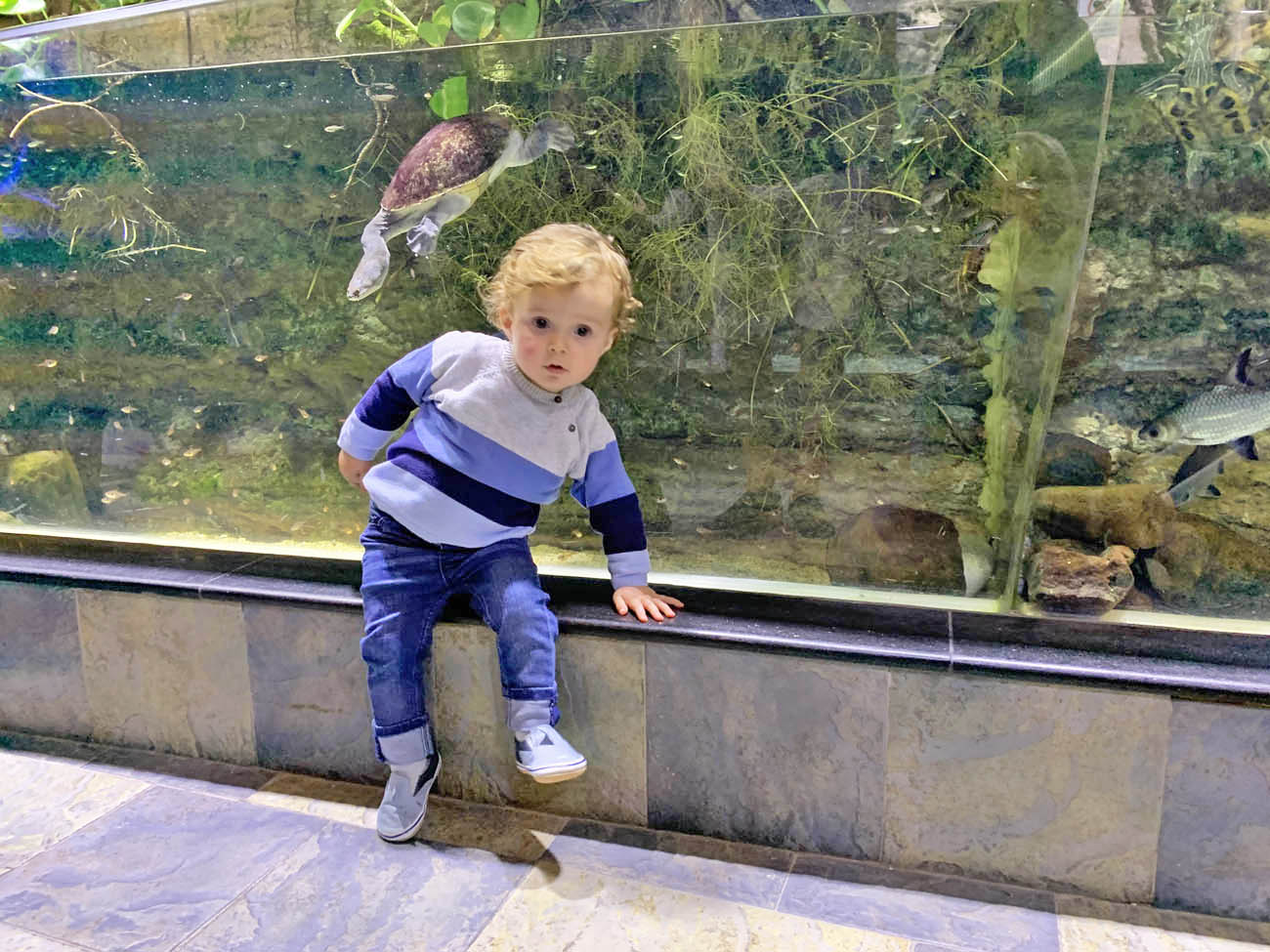 Dubai Aquarium and Underwater Zoo - Dubai Mall