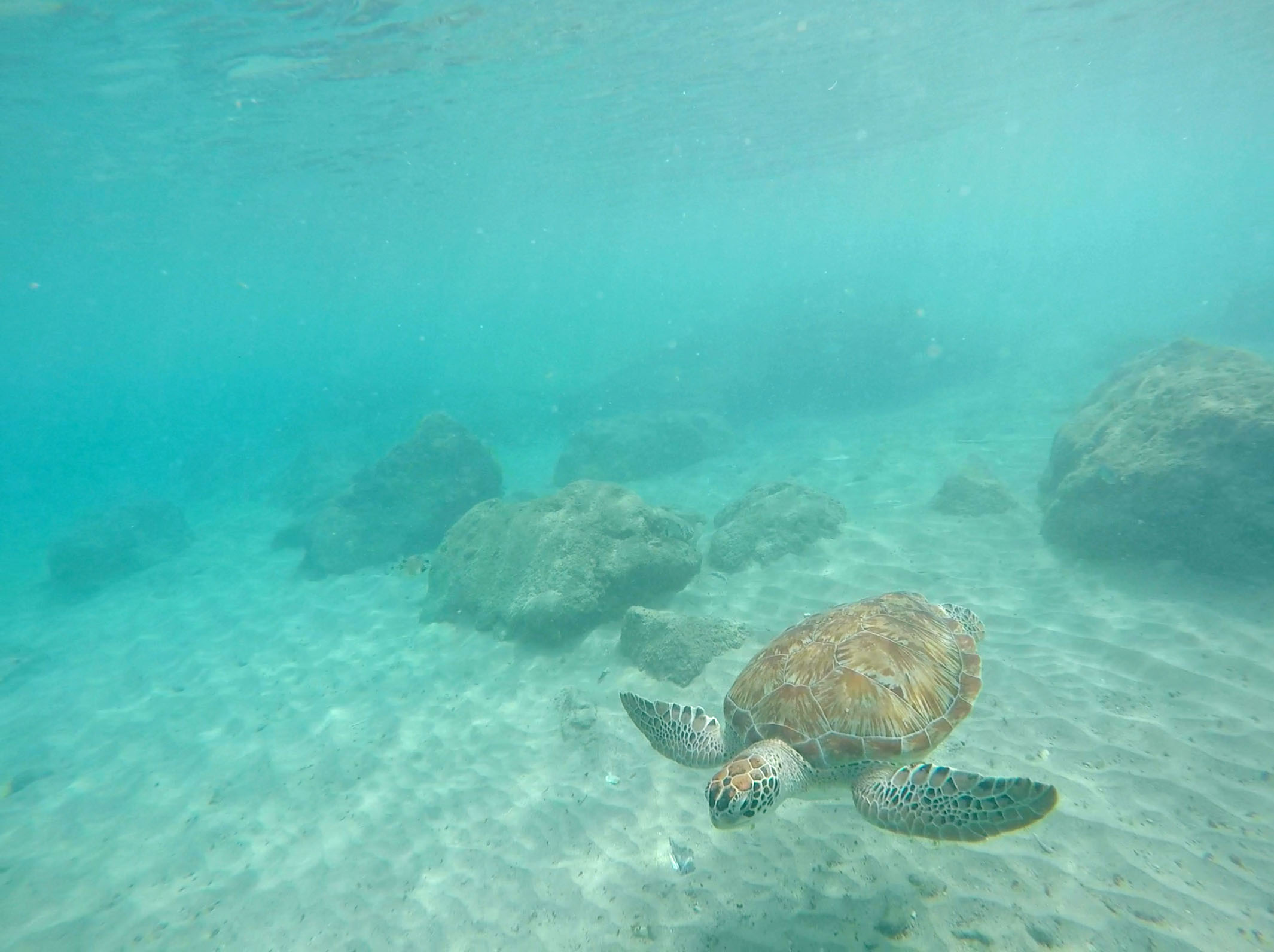 Playa Piskado Curacao - nadar com tartarugas