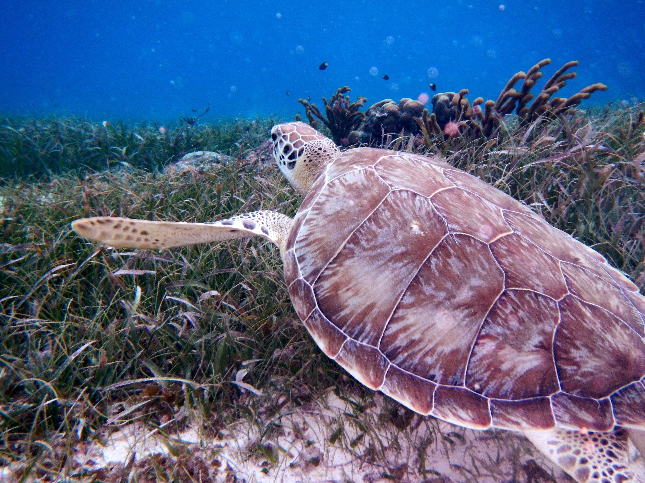 Hol Chan Marine Reserve Belize Ambergris Caye San Pedro Caye Caulker