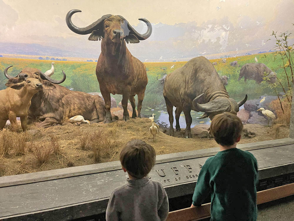 museu de história natural ny com crianças