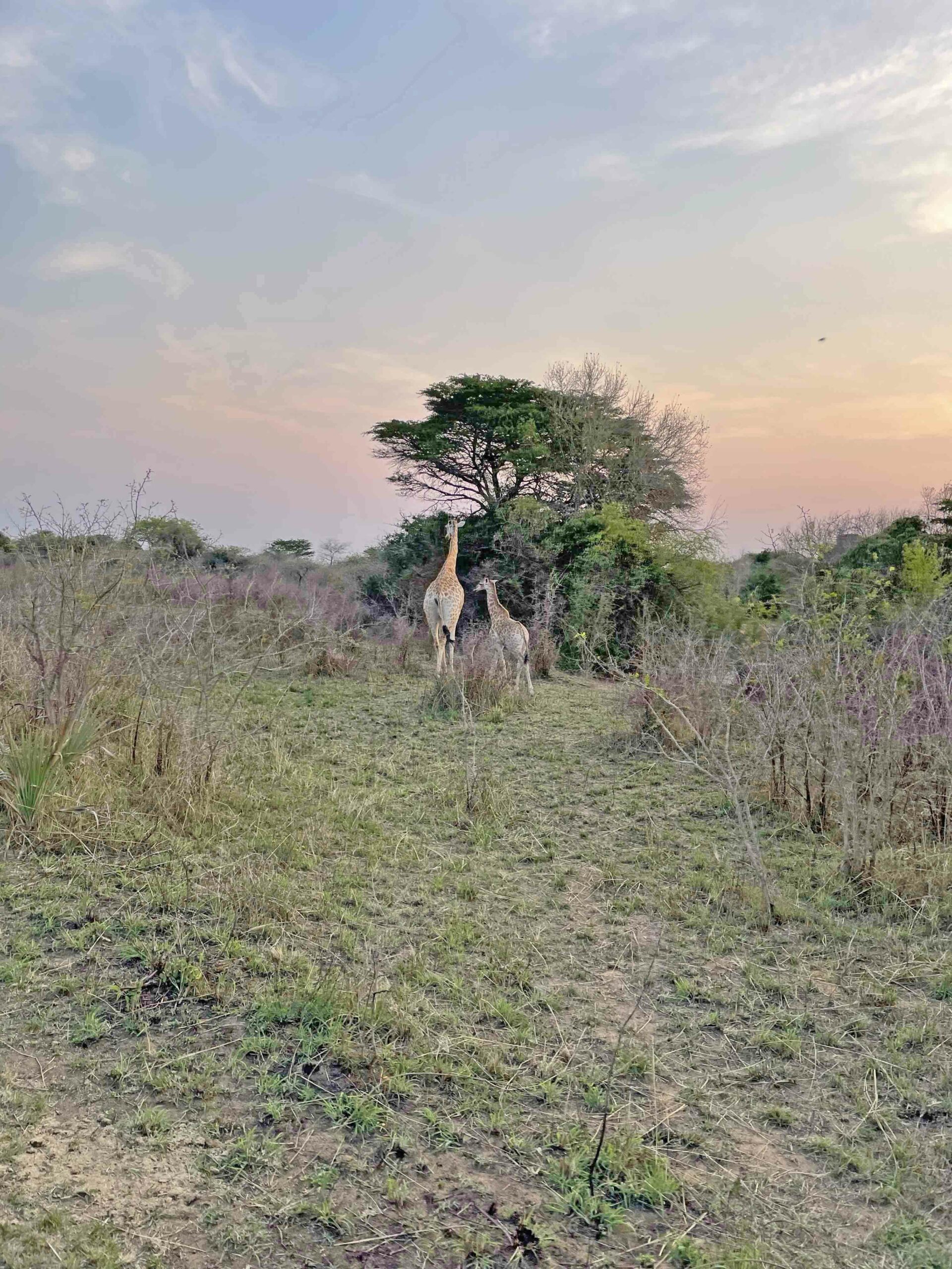 safari com criancas - andbeyond phinda girafas - africa do sul