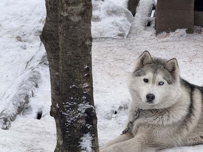 trenó com huskies ushuaia