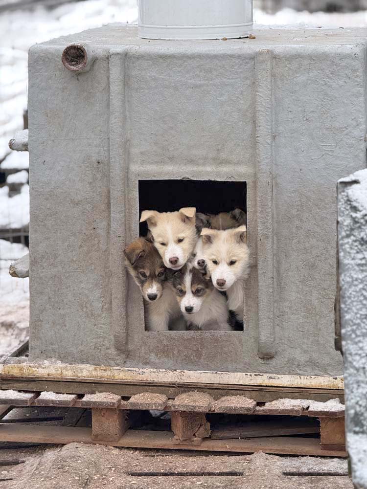 trenó com huskies ushuaia
