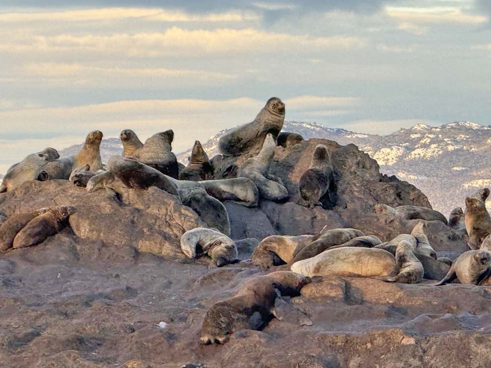 Passeio canal beagle - leões marinhos