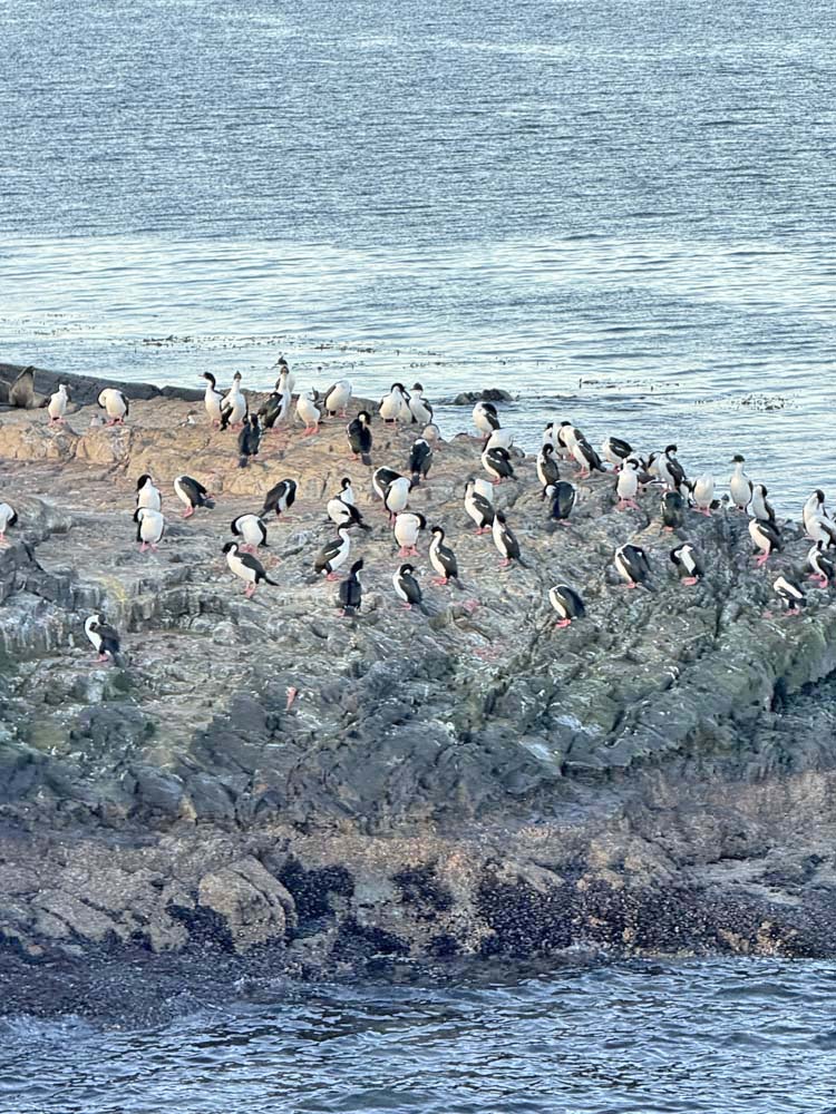 Passeio canal beagle - pinguim ou cormorão - ushuaia