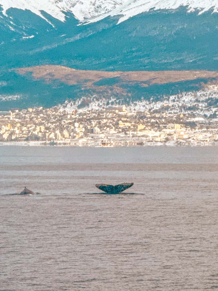 avistamento de baleias ushuaia